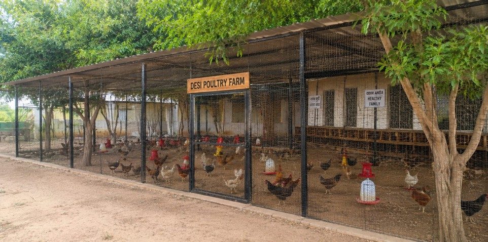 Campus poultry farm at the Centre for Agri Tourism