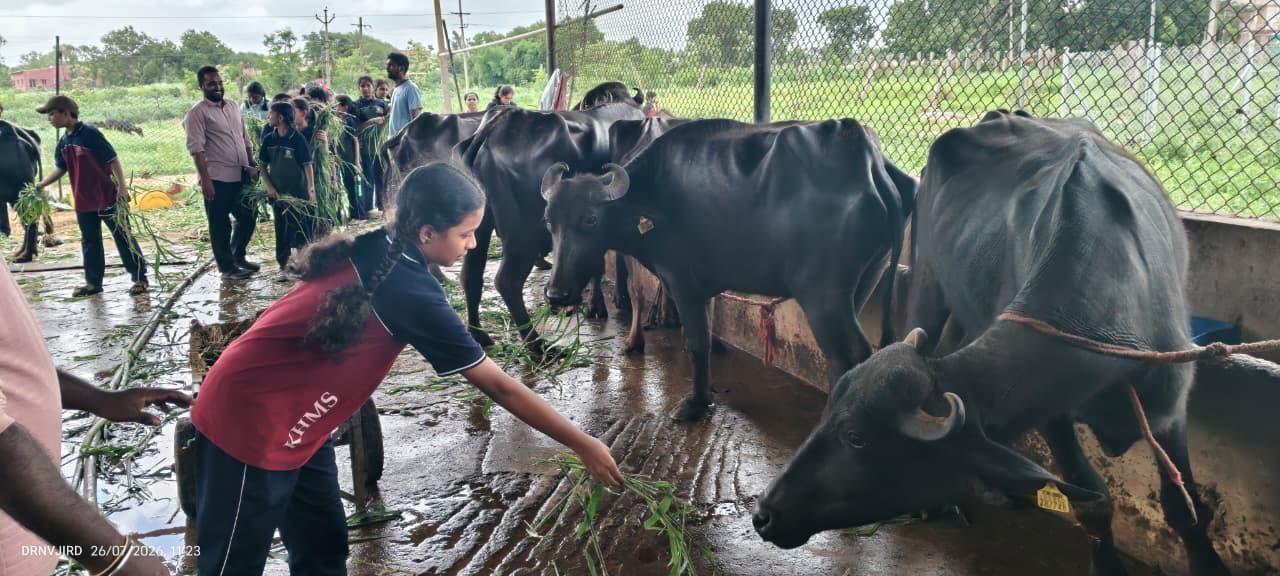 Students feeding water buffaloes in the campus dairy shed