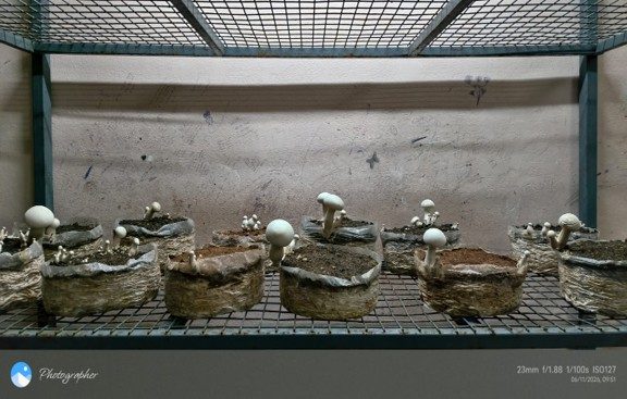 Mushroom cultivation unit at the Centre for Agri Tourism