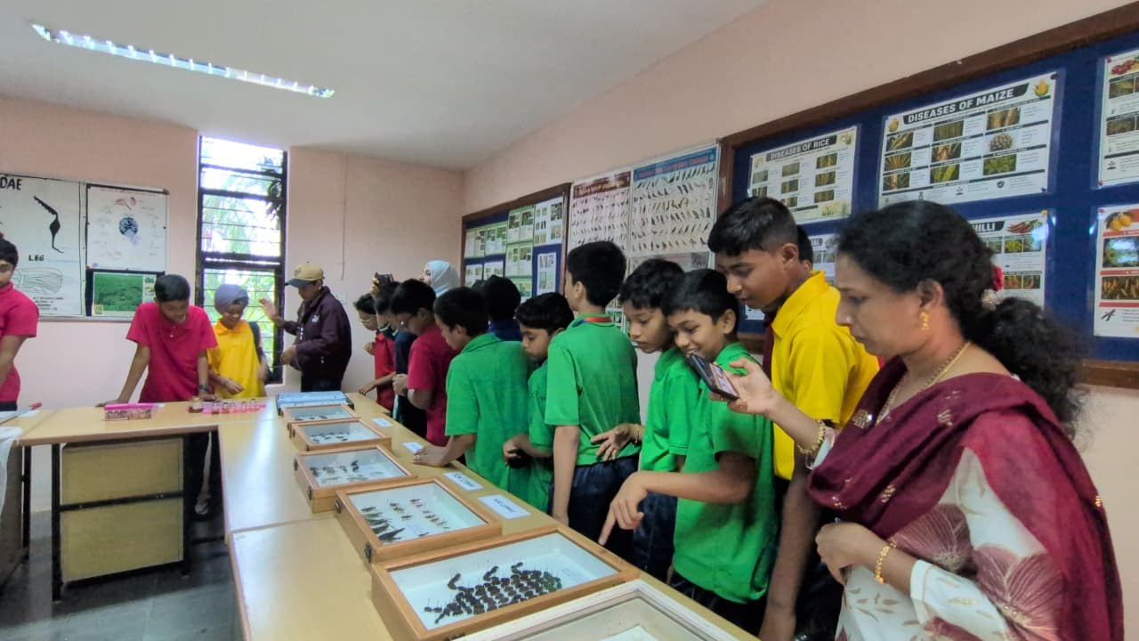 Students examining insect specimen collections in a laboratory