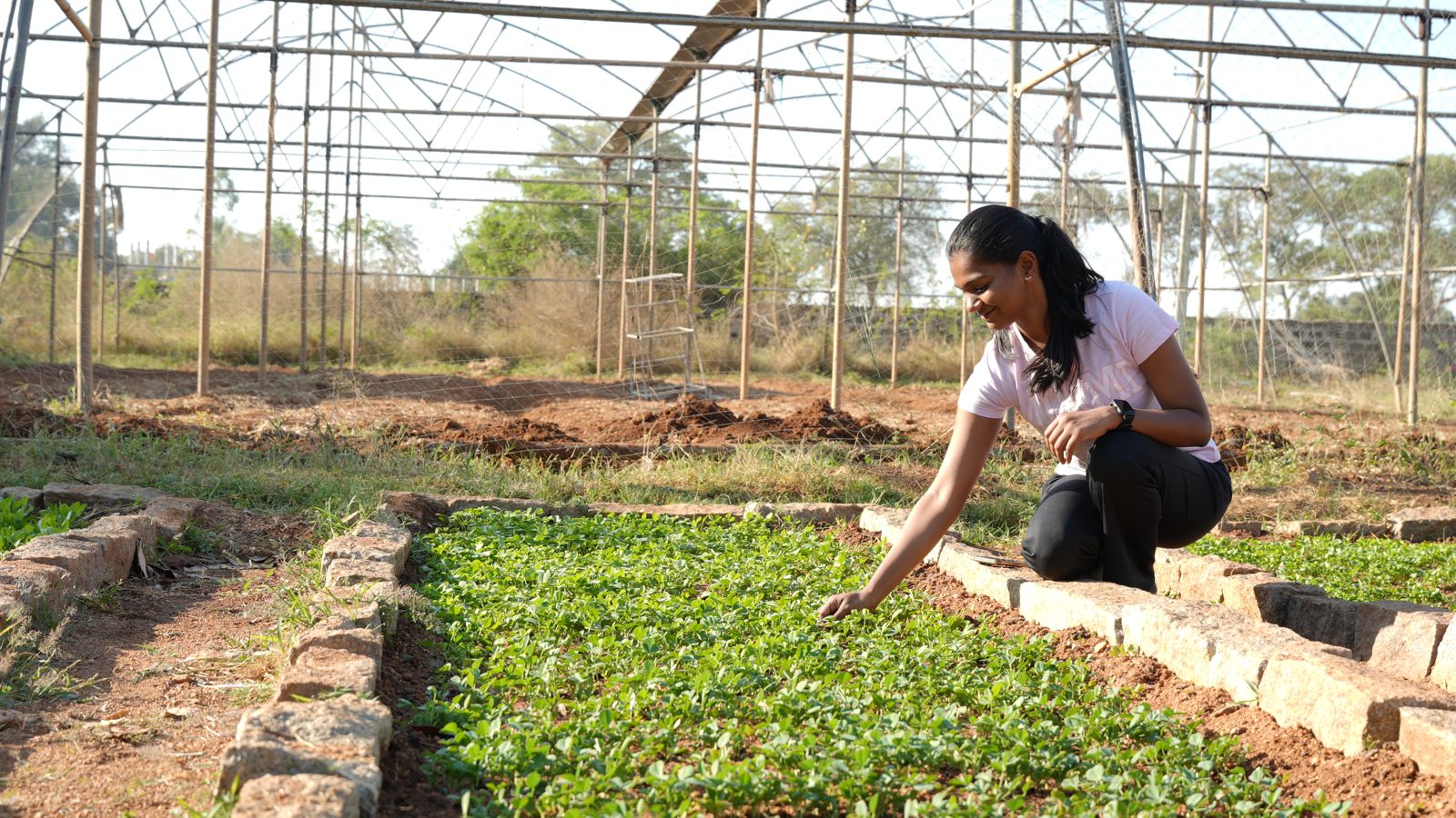Inside the polyhouse at the Centre for Agri Tourism